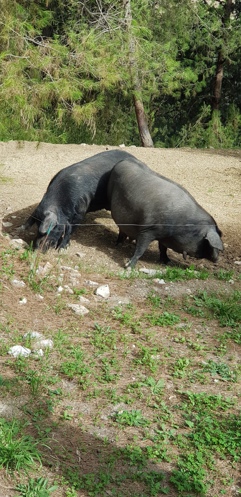 I maialini ("ini" mica poi tanto!) neri dei Nebrodi